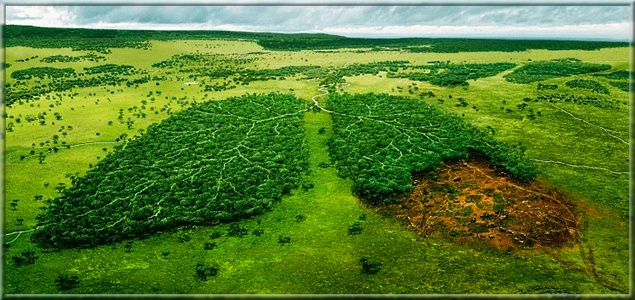 Сохранение леса