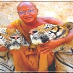 Ручные тигры в Буддийском монастыре