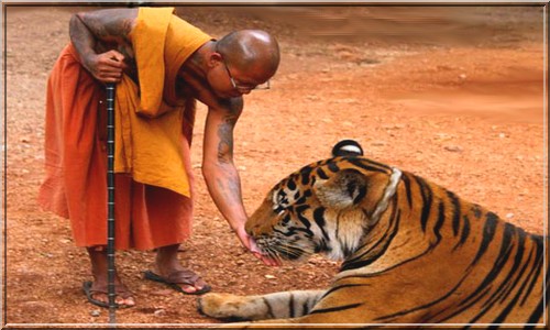 Тигры в буддийском монастыре