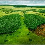 На спасение мирового леса выделено 280 млн. долларов.